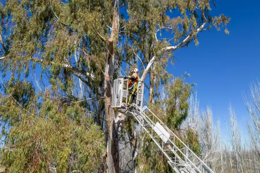 How Tree Services Can Enhance Your Landscapes Appearance Baton Rouge, LA How Tree Services Can Enhance Your Landscapes Appearance Baton Rouge, LA